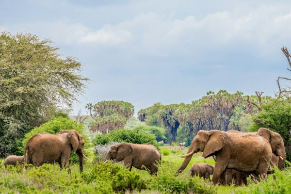 3 Days 2 Nights Samburu National Reserve Safari