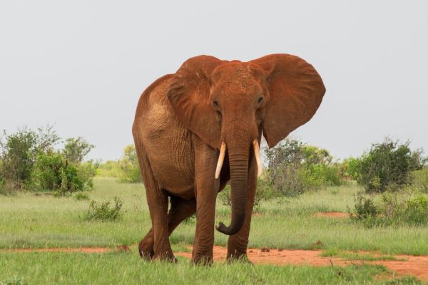 3 Days 2 Nights Tsavo East & Tsavo West Safari
