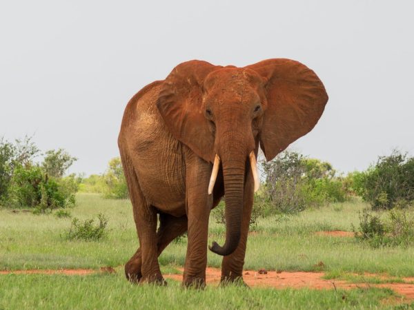 3 Days 2 Nights Tsavo East & Tsavo West Safari