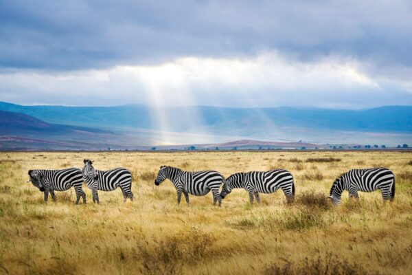 5 Days 4 Nights Tanzania Wildlife Safari Package