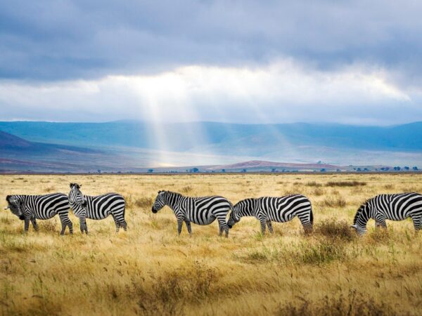 5 Days 4 Nights Tanzania Wildlife Safari Package