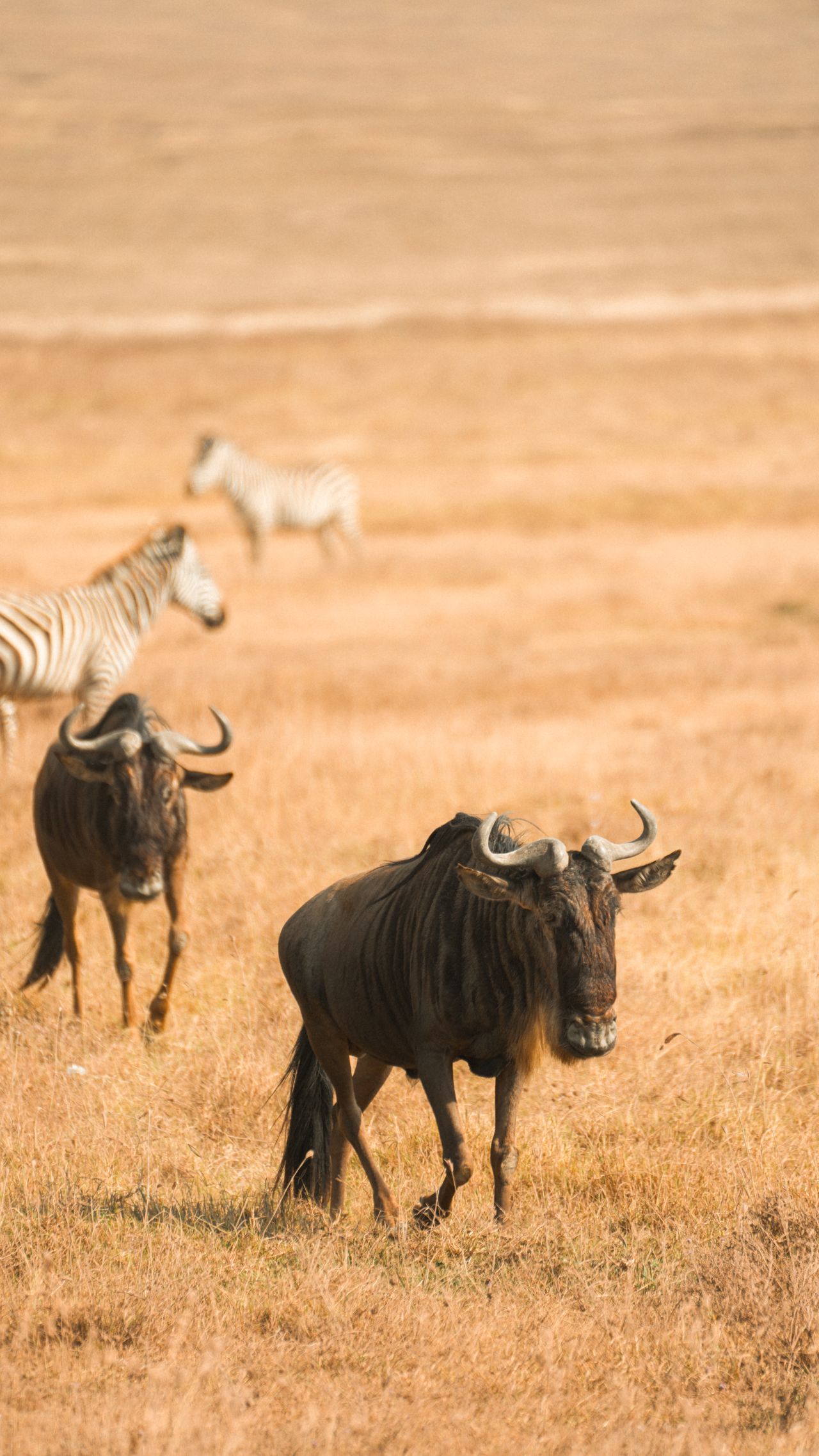 Long Safaris