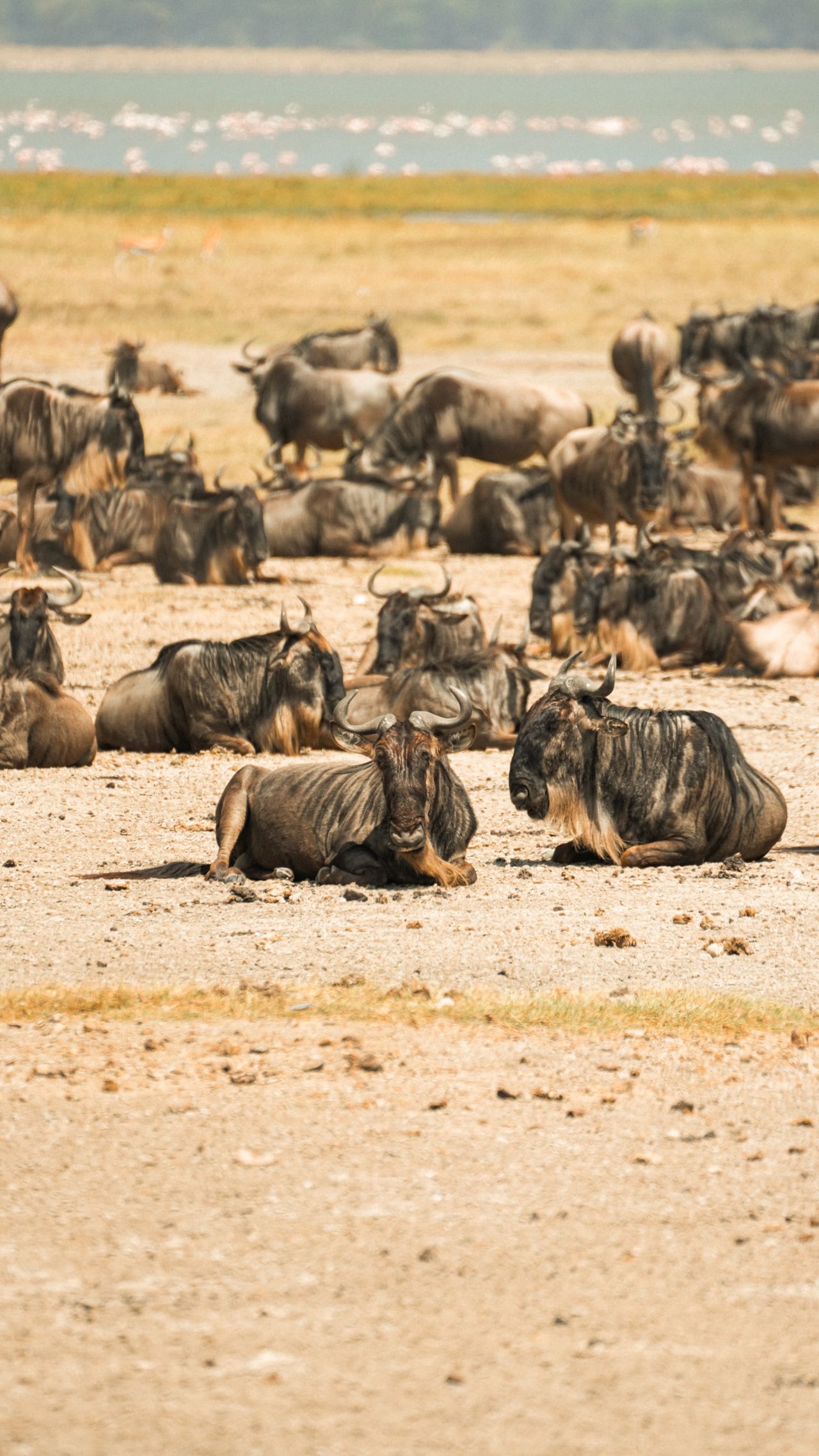 Bush Safaris